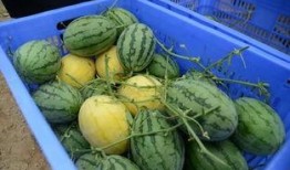 平邑网红吃瓜群微信群号,微信群号背后的故事与魅力