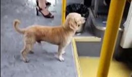 网友爆料狗狗被扎伤了视频,狗狗惨遭扎伤，现场画面令人揪心