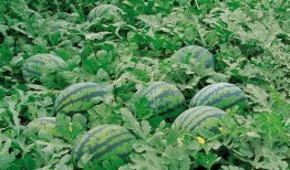 平邑网红吃瓜群微信群号,微信群号背后的故事与魅力