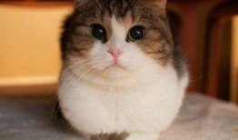 娱乐吃瓜猫咪视频大全下载,萌宠欢乐时光集锦