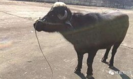 牛不啦 最新爆料,揭秘娱乐圈最新动态