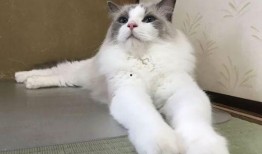 娱乐吃瓜酱旅馆猫咪,揭秘娱乐吃瓜酱旅馆的喵星人生活