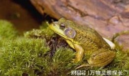 牛蛙饲养爆料方法视频讲解,视频讲解实操技巧